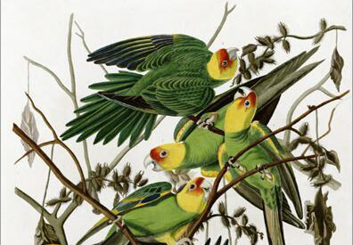 Carolina-parakeet-crop