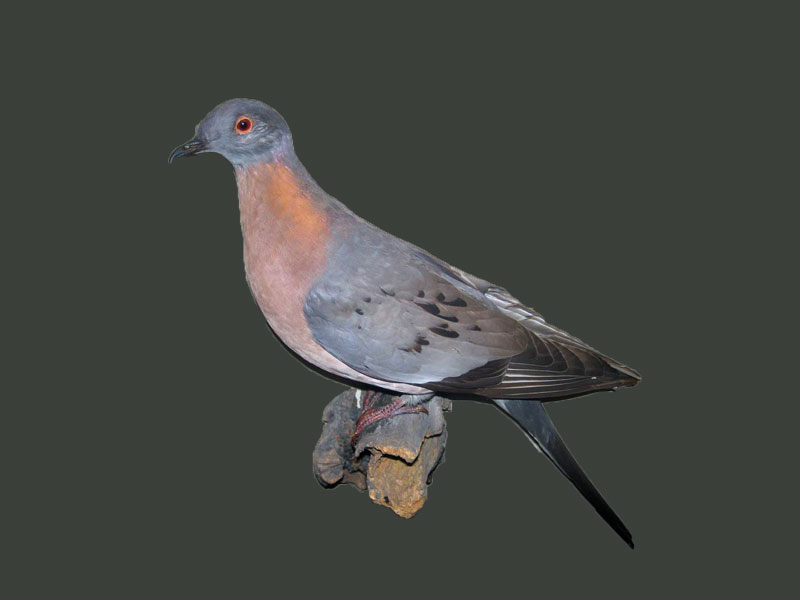 Ectopistes-migratorius-(Linnaeus,-1766)---passenger-pigeon-(extinct)-(mount,-public-display,-Field-Museum-of-Natural-History,-Chicago,-Ilinois,-USA-grey-bknd)