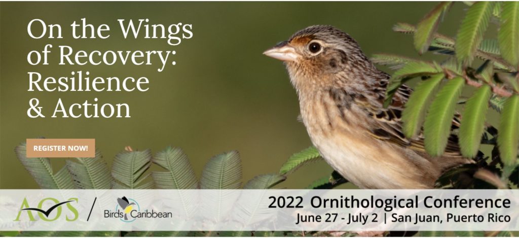 aos birds caribbean ornithological conference puerto rico