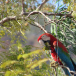 Green-winged Macaw