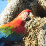 Green-winged Macaw