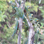 Red-bellied Macaw