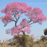 Pink Trumpet Tree