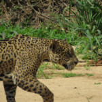 Jaguar stalking