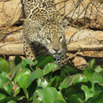 Jaguar stalking