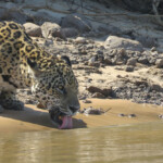 Jaguar drinking