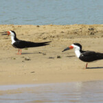 Black Skimmers