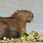 Capybara