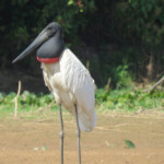 Jabiru