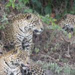 Jaguar with cubs