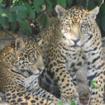 Jaguar cubs