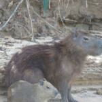 Capybara with young
