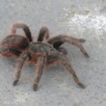Tarantula