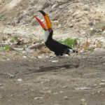 Toco Toucan