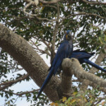 Hyacinth Macaw