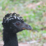 Bare-faced Curassow