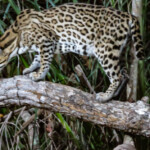Ocelot