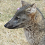 Crab-eating Fox