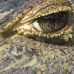 Yacare Caiman