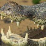 Yacare Caiman
