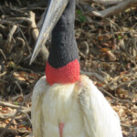 Jabiru