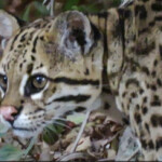Ocelot