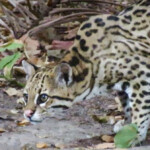 Ocelot