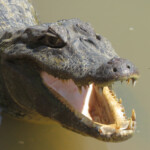 Yacare Caiman