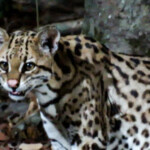 Ocelot