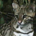 Ocelot