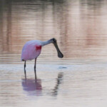 Roseate Spoonbill