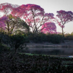 Pink Trumpet Trees